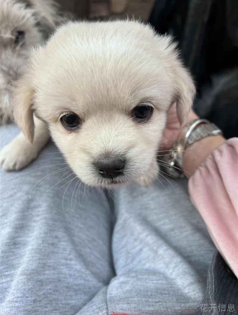 烟台龙口中华田园犬幼崽免费找领养