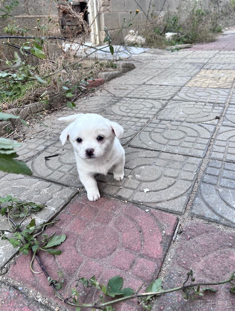 烟台龙口中华田园犬幼崽免费找领养