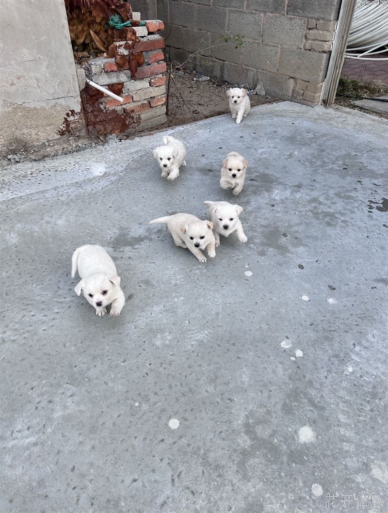 烟台龙口中华田园犬幼崽免费找领养
