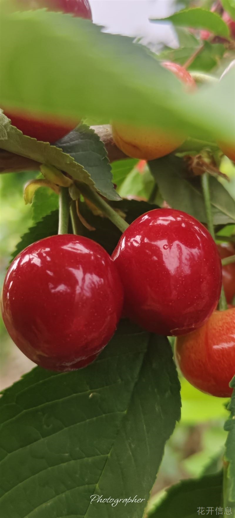 大樱桃(*＾▽＾) ／🍒采摘园开园了