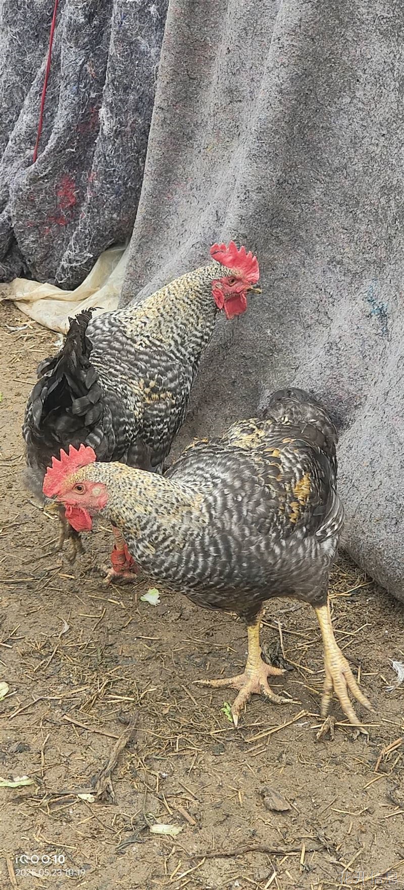 正宗跑山鸡🐔
