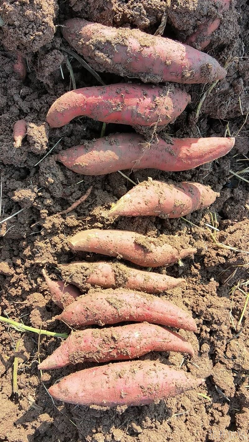 仙人桥村卖地瓜