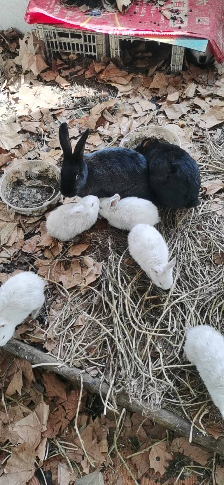 领养宠物兔