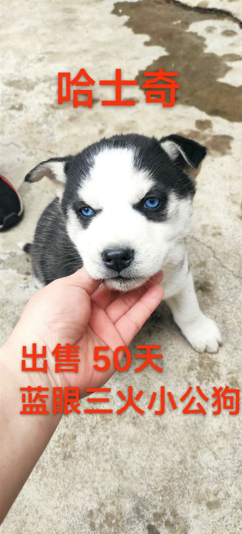 纯种哈士奇，小公狗