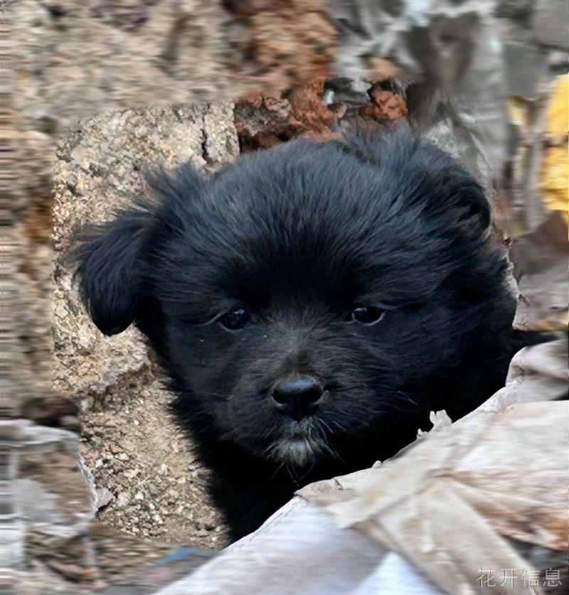 中华田园犬免费找领养！