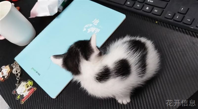 寻找爱心人士免费领养小奶猫