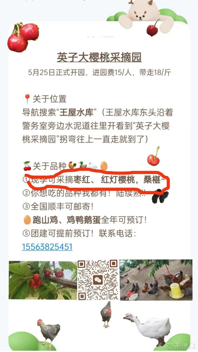 大樱桃采摘园开园了