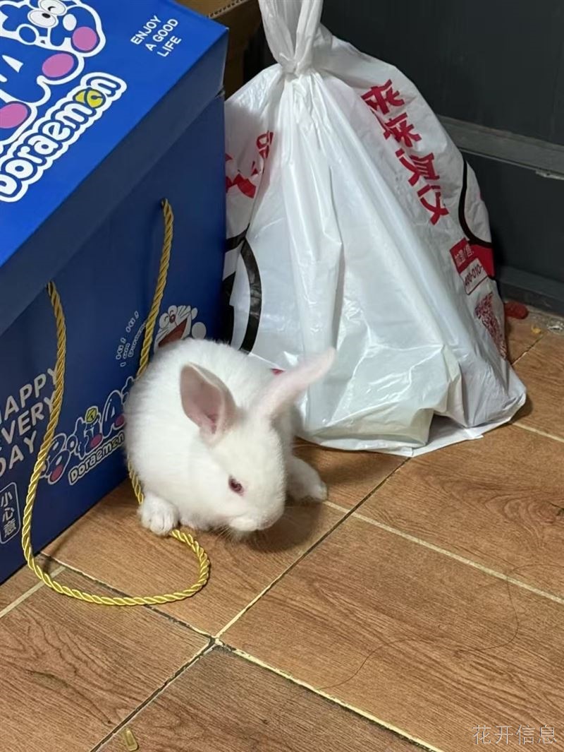 小兔子便宜出 健康