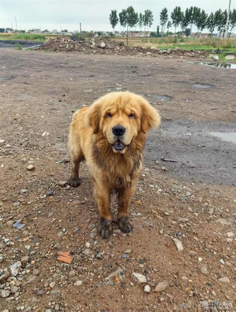 寻找爱犬