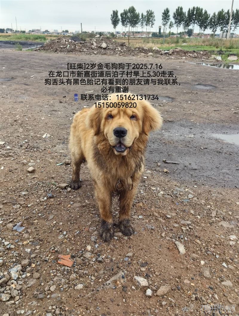 寻狗启示
