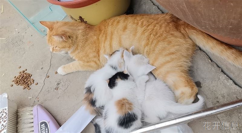 狸花猫免费领养